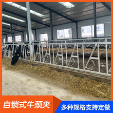 养牛设备牛颈枷配件3米4位自锁式牛颈夹制作恒力机械厂