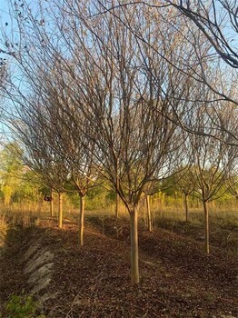 基地12公分紫薇大量