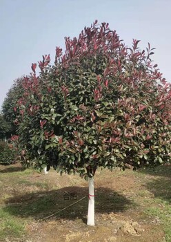 高桿紅葉石楠樹12公分行情
