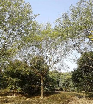 鶴壁25公分樸樹基地