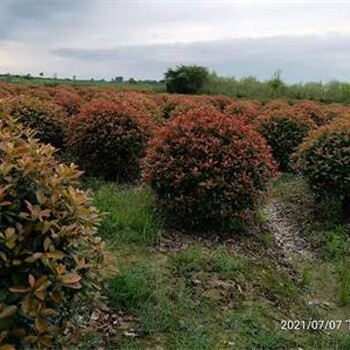 2米石楠球2米5红叶石楠球种植厂家