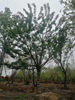 30公分樸樹行情