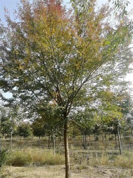 菏澤28公分榔榆28公分