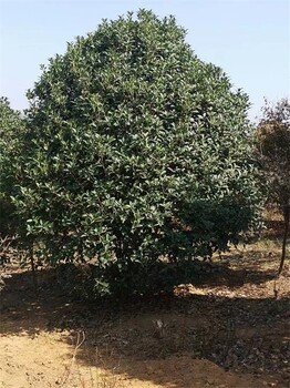 4米桂花樹詳情，叢生金桂