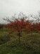 8公分红枫价格，日本或中国红枫树