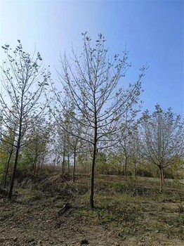 合肥14公分楓楊