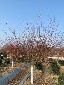 8公分雞爪槭價(jià)格行情