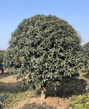 2米到3米桂花樹(shù)行情