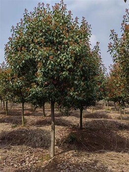 10公分紅葉石楠樹基地在此