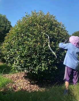 2米紅葉石楠球廠家定制
