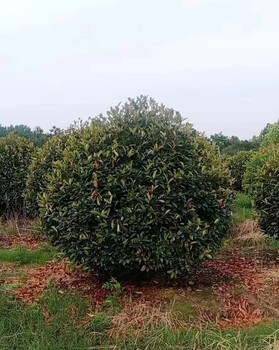 2米紅葉石楠球基地報價