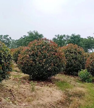2米紅葉石楠球基地報價