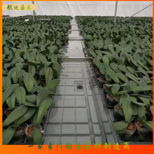 2025中國苗床行業(yè)新動態(tài)，推薦航迪潮汐苗床廠家？圖片