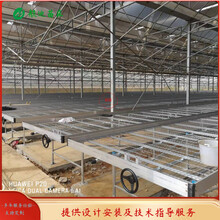萊西育苗床培育番茄苗溫室移動苗床常年供應(yīng)圖片