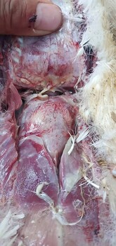 治療鴨包心包肝混感的產(chǎn)品，肉鴨混感的解決方案