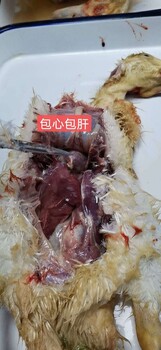 鴨子扭頭抽搐搖頭晃腦漿膜炎治療就用桿菌凈