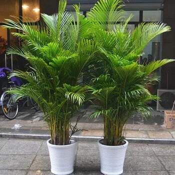 常州綠植租賃---常州綠植盆栽零售