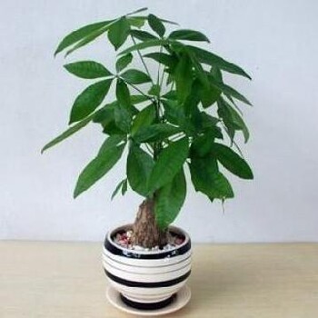 常州綠植出租常州綠植租賃公司