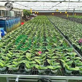 航迪移動苗床可按需定制不同規(guī)格尺寸歡迎咨詢
