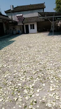 佛手收購佛手種苗供應(yīng)種植技術(shù)提供
