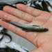 四川银鳕鱼苗批发、灰眼银鳕鱼6-8公分批发，质量可靠