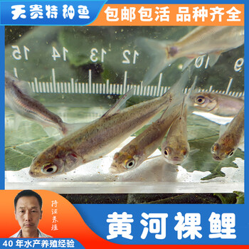 良种健康渔场黄河裸鲤苗鱼4-6公分苗品种大规格