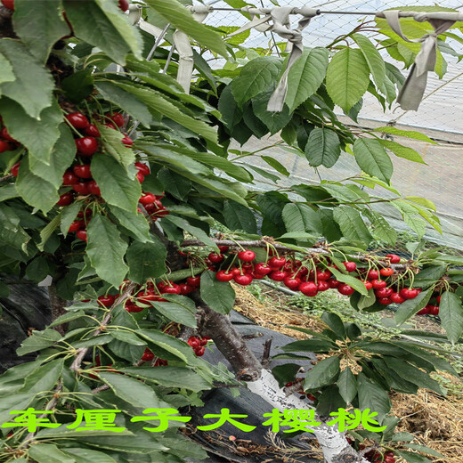 广西桂林大果樱桃苗值得发展的新品种