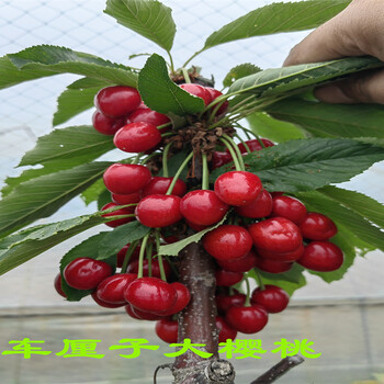 山东威海丰产樱桃苗的优点