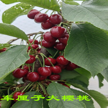 1年大櫻桃樹苗種植介紹圖片
