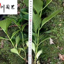 四川绣球花批发基地-苗圃熟货-规格种类多-八仙花-无尽夏