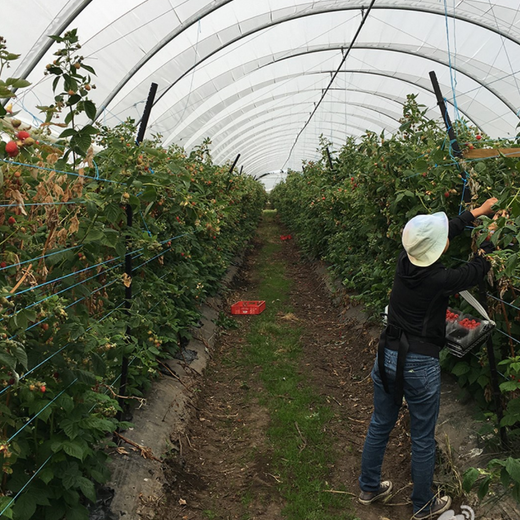 新西兰高薪诚聘农场包装工采摘工养殖工小货车司机包吃住