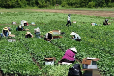 出国打工新西兰招人农场招夫妻工食宿全包合法打工图片3