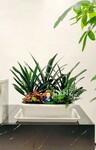 室內(nèi)觀葉植物施肥長不好，可能不是缺肥了