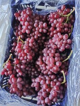 山东龙口克伦生葡萄，红宝石葡萄大量出库，货源充足，价格美丽图片