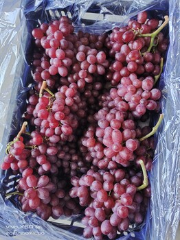 山東龍口克倫生葡萄，紅寶石葡萄大量出庫，貨源充足，價格美麗