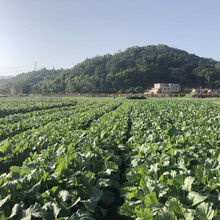 广州市食堂蔬菜配送-品类，货源充足