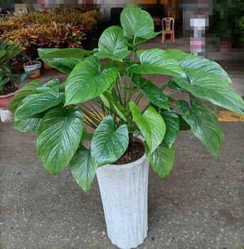 东莞寮步花店A鲜花绿植批发A植物养护A绿植租摆