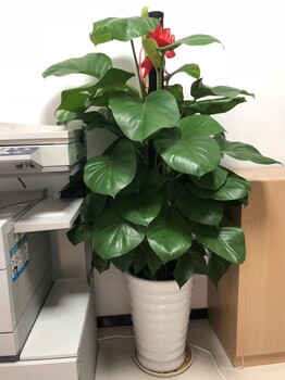 東莞橋頭鮮花綠植批發(fā)#室內(nèi)植物租擺#花店哪里有