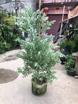 東莞石排工廠綠植養(yǎng)護(hù)-辦公室植物出租_綠植租擺