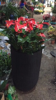 東莞莞城花店#鮮花綠植批發(fā)#綠植養(yǎng)護(hù)#植物租擺