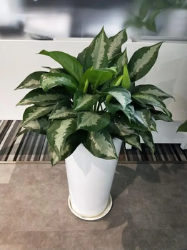 東莞莞城花店#鮮花綠植批發(fā)#綠植養(yǎng)護(hù)#植物租擺