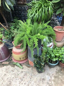 东莞寮步花店A鲜花绿植批发A植物养护A绿植租摆