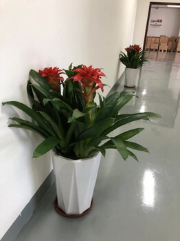 东莞石排镇绿植养护，办公室植物租赁-花卉出租养护