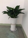 东莞石碣植物养护办公室绿植出租花卉租摆