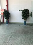 东莞横沥花卉绿植养护-室内植物租摆-汇安园艺公司