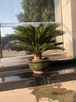 東莞茶山花店A鮮花綠植批發(fā)A植物租擺養(yǎng)護(hù)公司