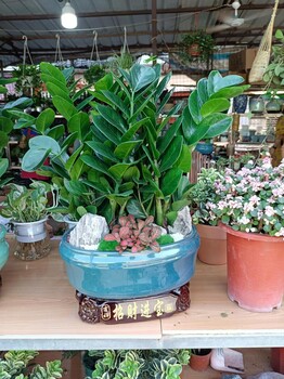 東莞石排工廠綠植養護-辦公室植物出租_綠植租擺