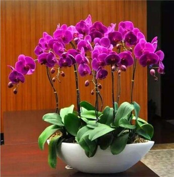 東莞橋頭鮮花綠植租擺辦公室植物養(yǎng)護(hù),花卉租賃