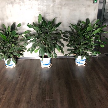 東莞寮步辦公室租花卉,寫(xiě)字樓綠植養(yǎng)護(hù),花卉出租