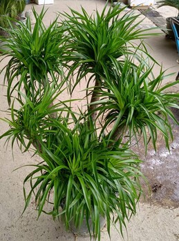 東莞石龍花店綠植批發(fā)A室內(nèi)綠植租擺A開(kāi)業(yè)花籃預(yù)定